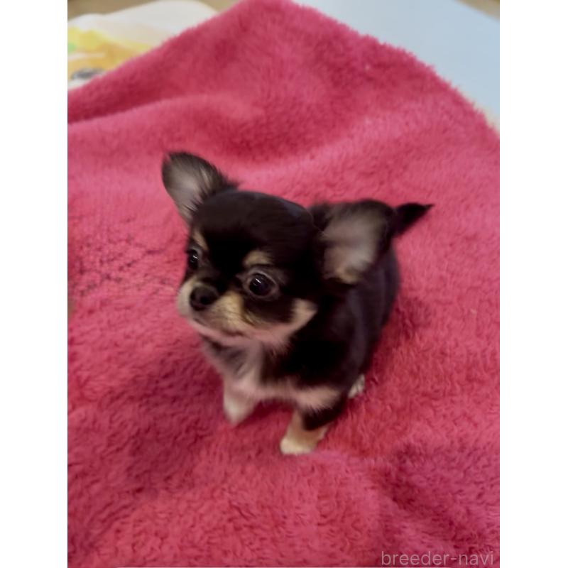 商談中の広島県のチワワ(ロングコート)-440307の7枚目