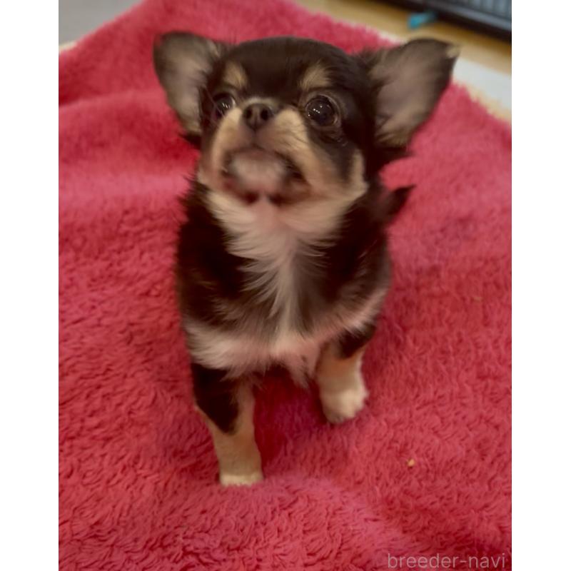 商談中の広島県のチワワ(ロングコート)-440307の6枚目