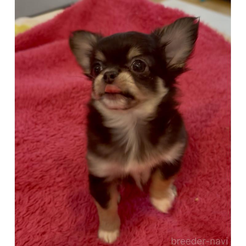 商談中の広島県のチワワ(ロングコート)-440307の5枚目