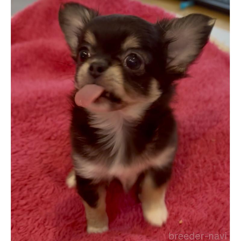 商談中の広島県のチワワ(ロングコート)-440307の4枚目