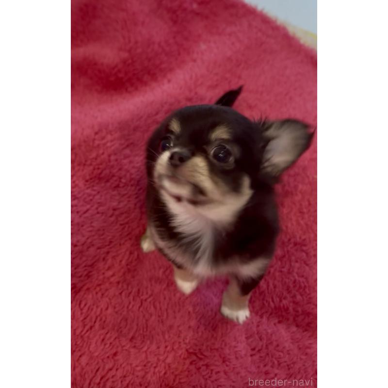 商談中の広島県のチワワ(ロングコート)-440307の3枚目