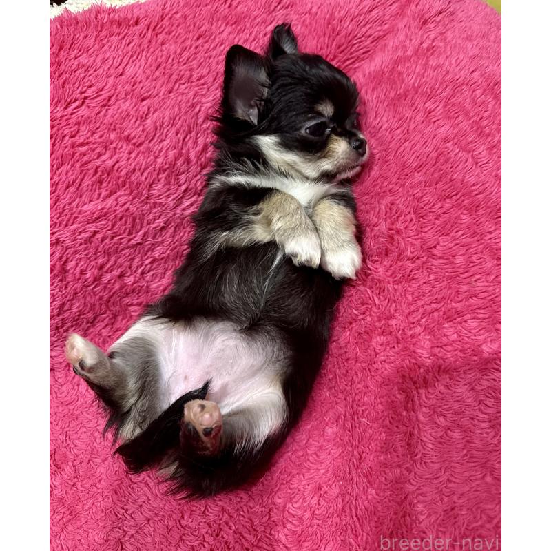 商談中の広島県のチワワ(ロングコート)-440307の2枚目