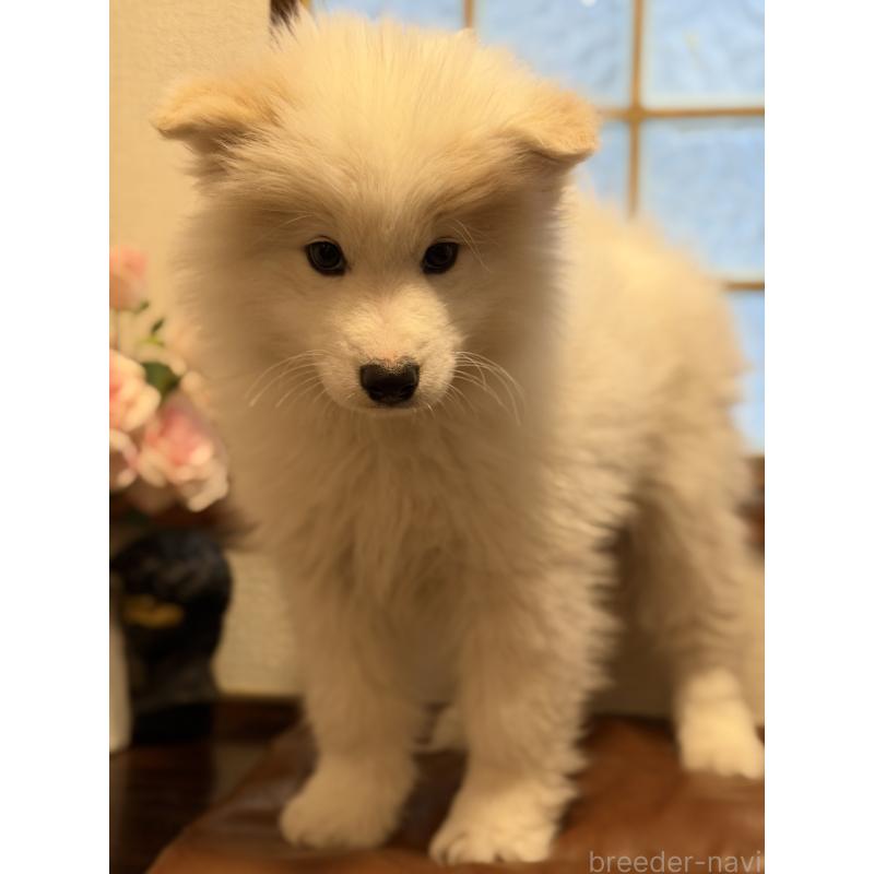 販売中の埼玉県のサモエド-449523の9枚目