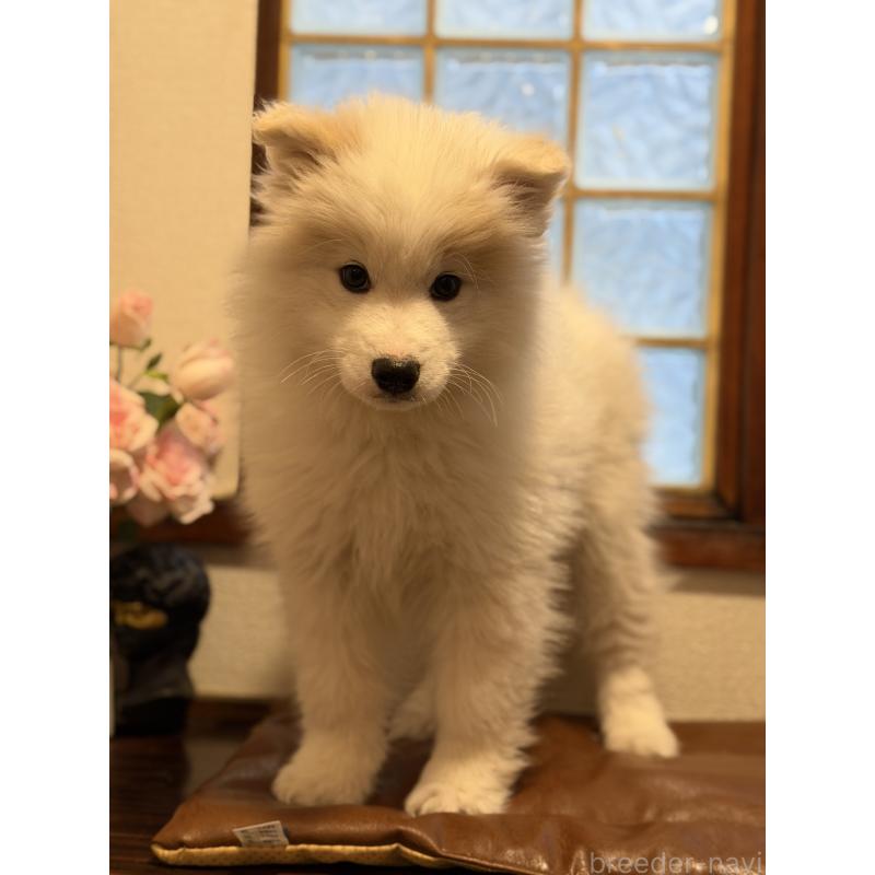 販売中の埼玉県のサモエド-449523の8枚目