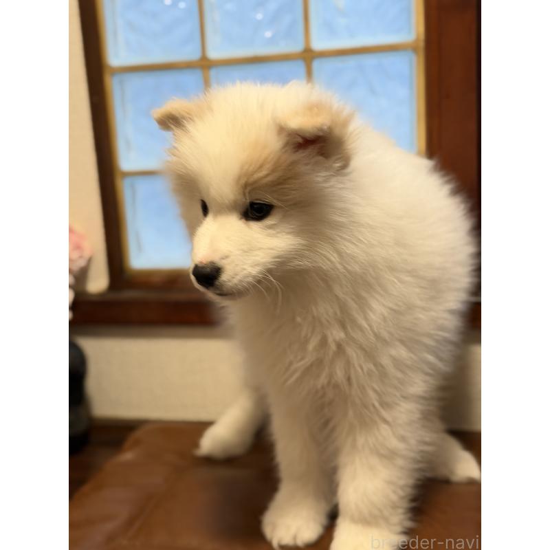 販売中の埼玉県のサモエド-449523の7枚目