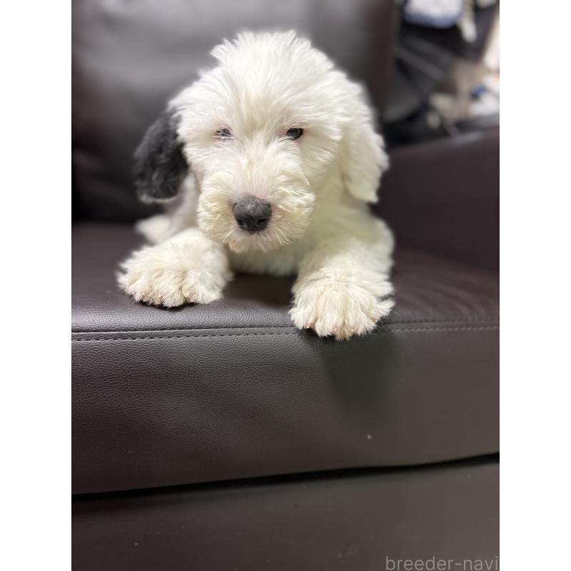 販売中の奈良県のオールドイングリッシュシープドッグ-449753の5枚目