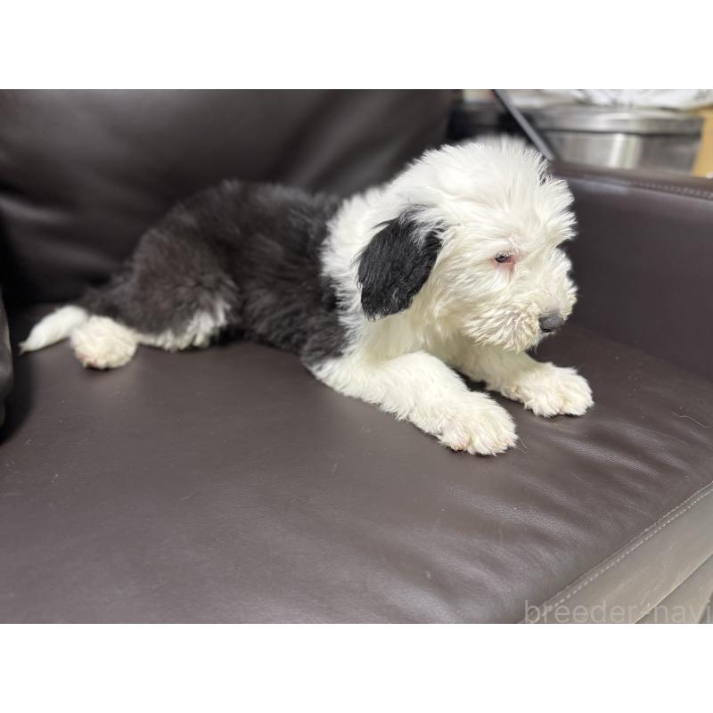 販売中の奈良県のオールドイングリッシュシープドッグ-449753の4枚目