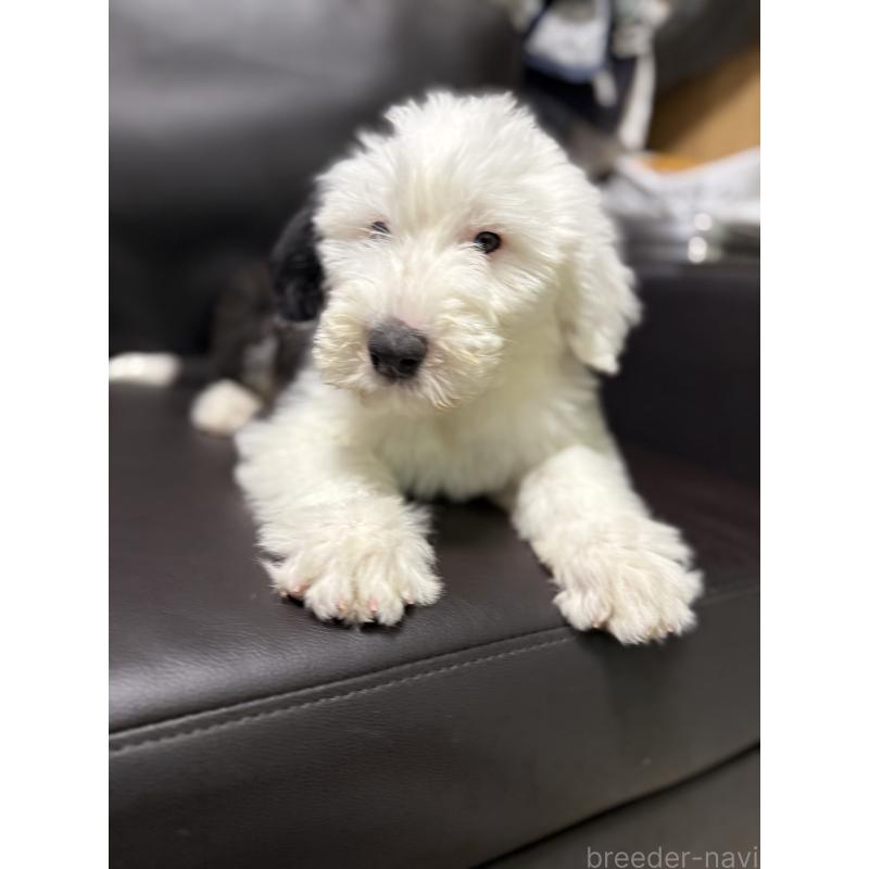 販売中の奈良県のオールドイングリッシュシープドッグ-449753の3枚目