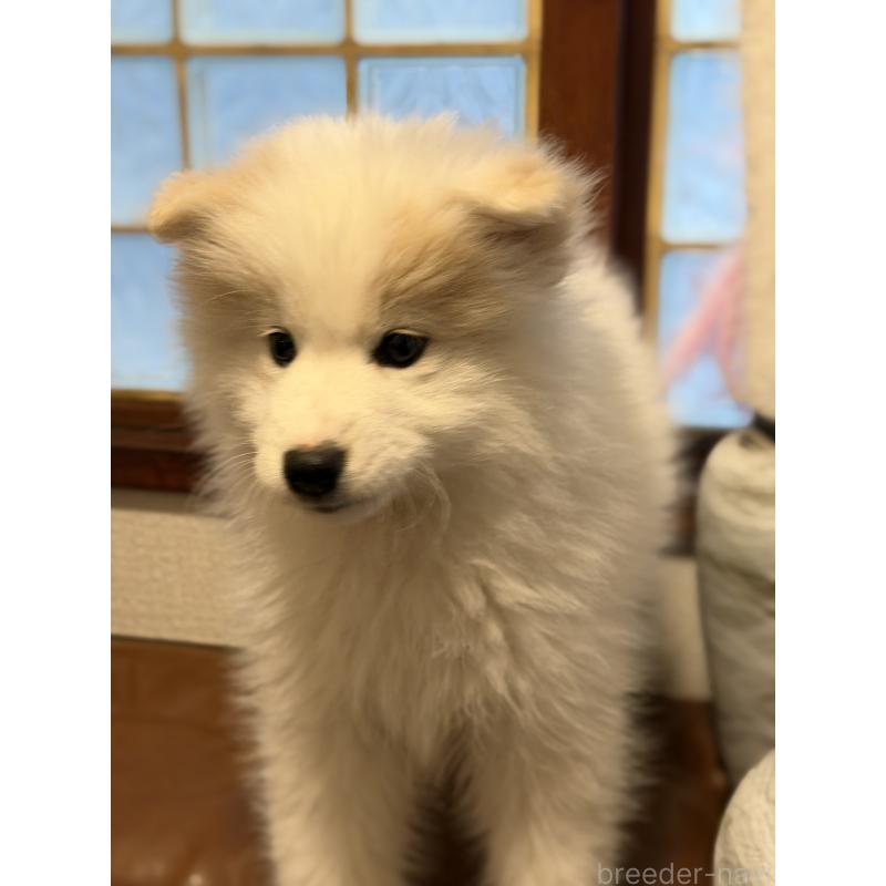 販売中の埼玉県のサモエド-449523の5枚目