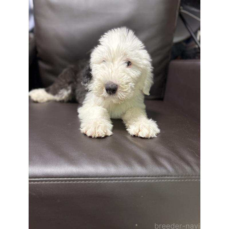 販売中の奈良県のオールドイングリッシュシープドッグ-449753の2枚目