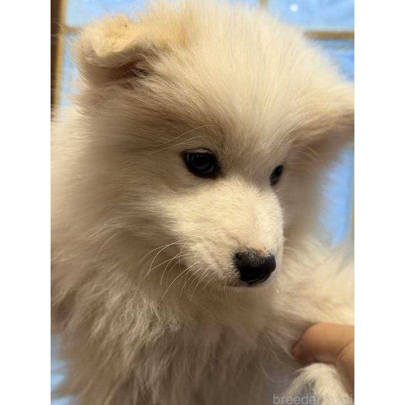 販売中の埼玉県のサモエド-449523の4枚目