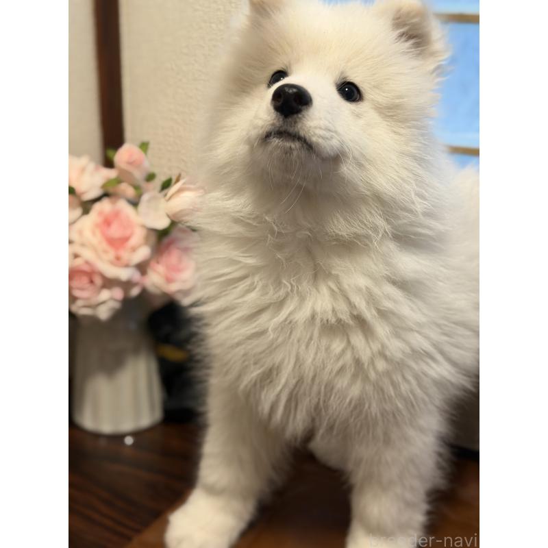 販売中の埼玉県のサモエド-449518の9枚目