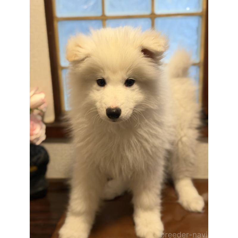 販売中の埼玉県のサモエド-449518の8枚目