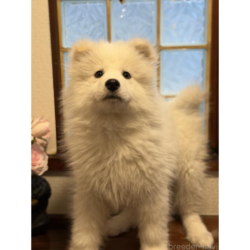 販売中の埼玉県のサモエド-449518の7枚目