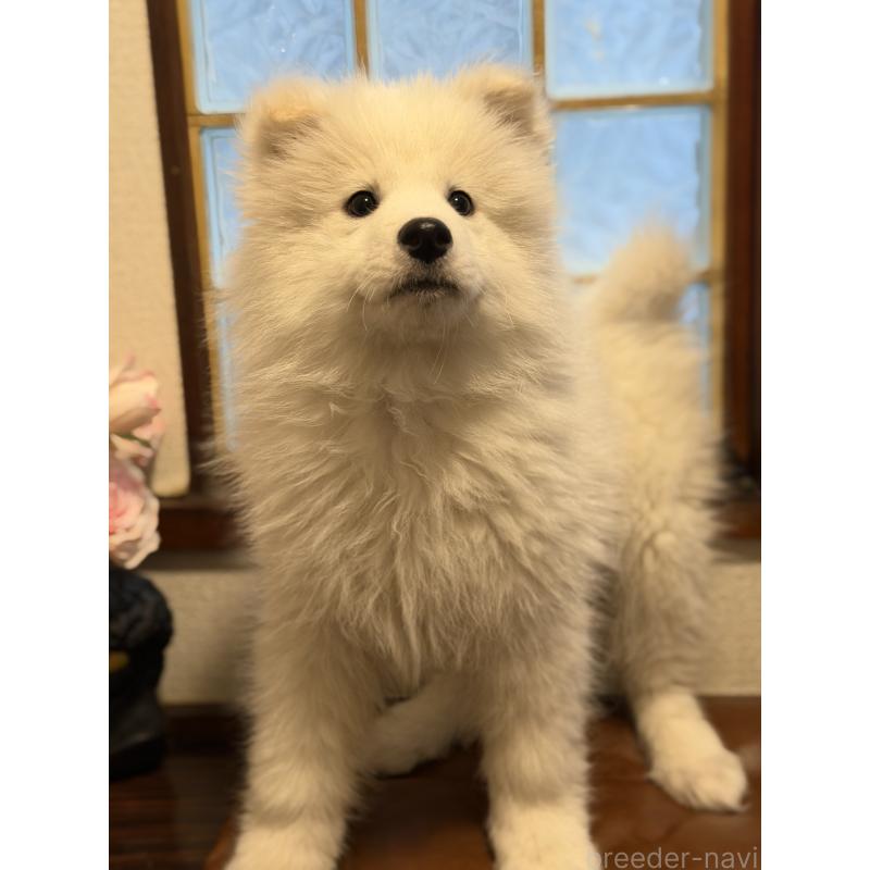 販売中の埼玉県のサモエド-449518の6枚目