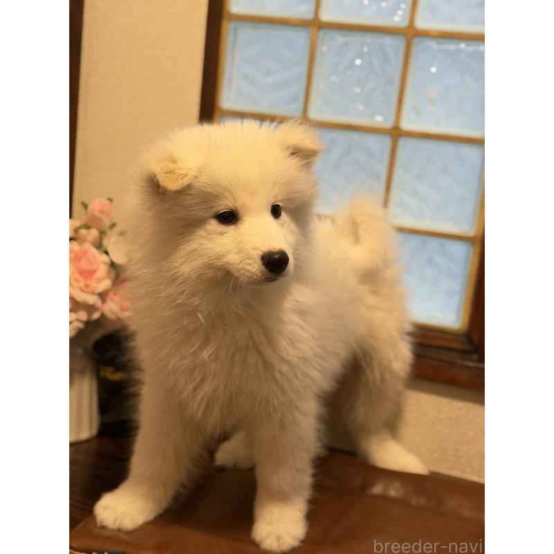 販売中の埼玉県のサモエド-449518の5枚目