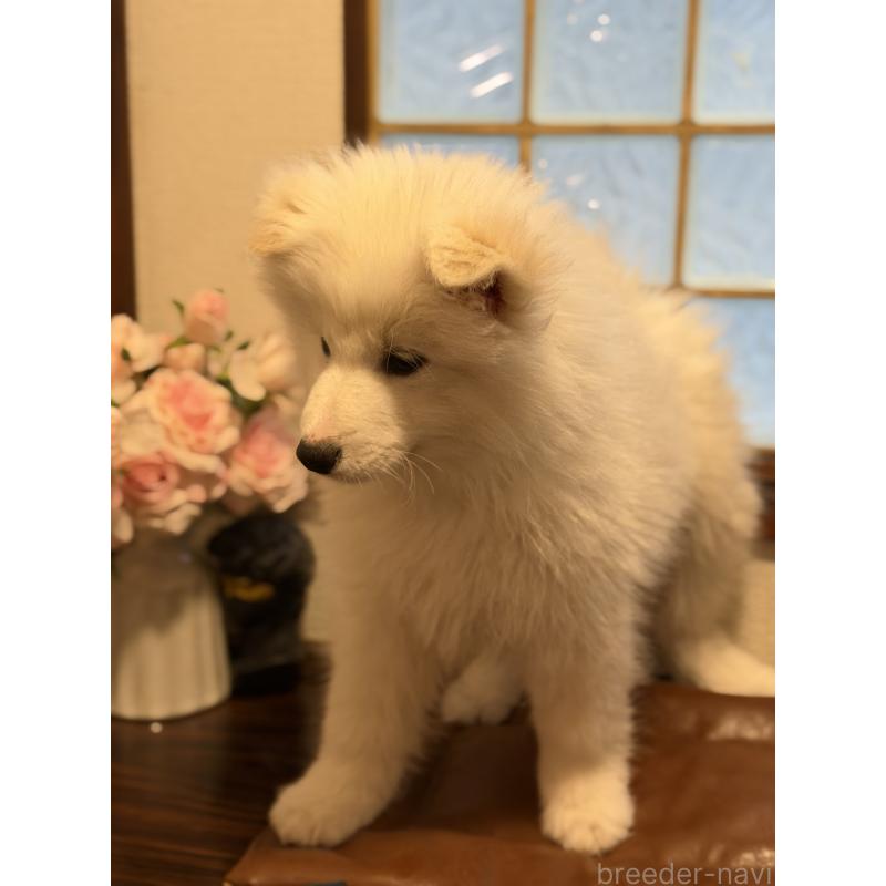 販売中の埼玉県のサモエド-449518の4枚目