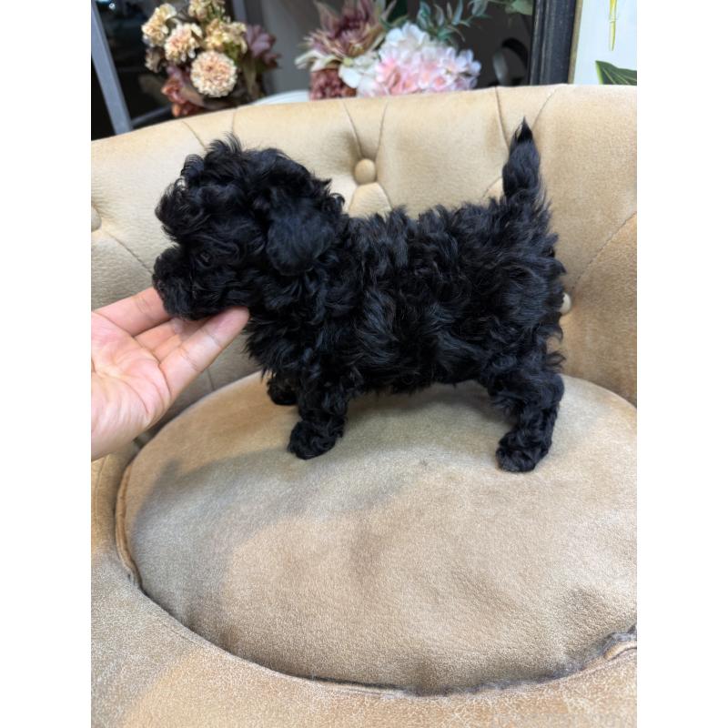 販売中の東京都のタイニープードル-449761の4枚目