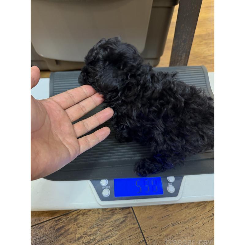 販売中の東京都のタイニープードル-449761の3枚目
