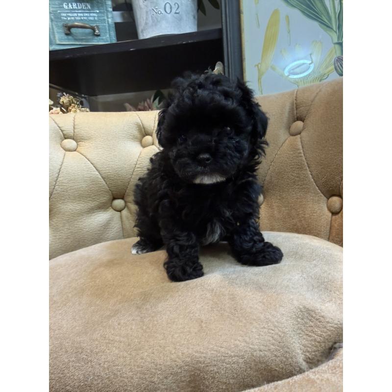 販売中の東京都のタイニープードル-449761の2枚目