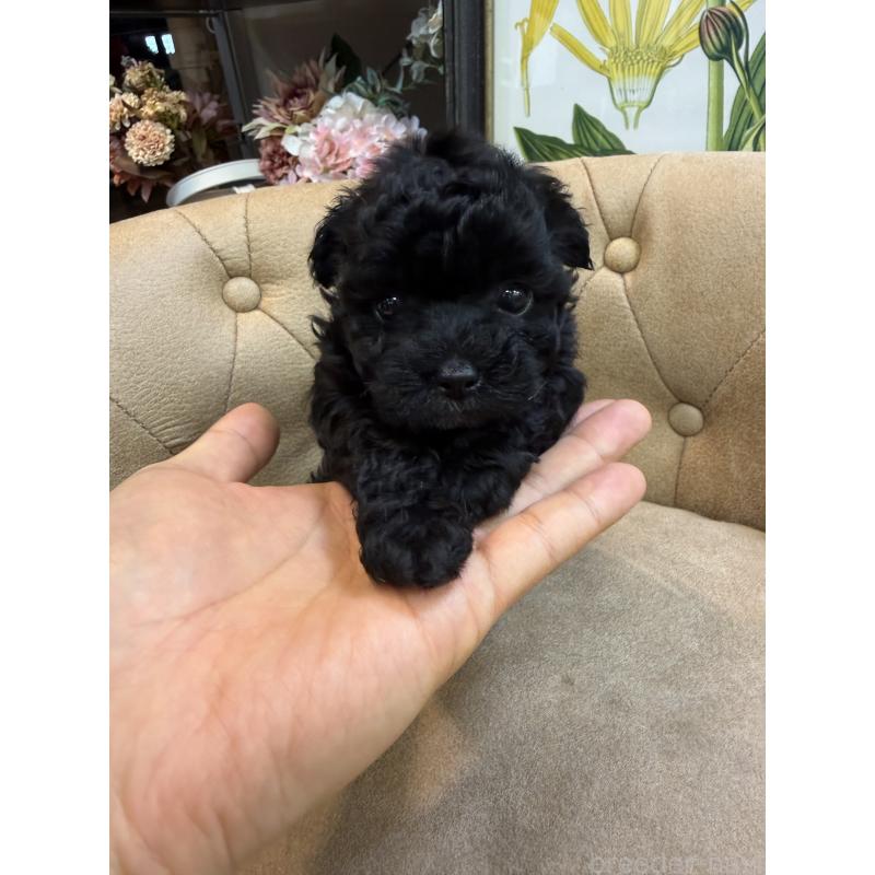 販売中の東京都のタイニープードル-449762の5枚目