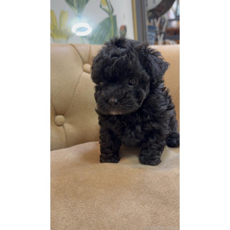 販売中の東京都のタイニープードル-449762の4枚目