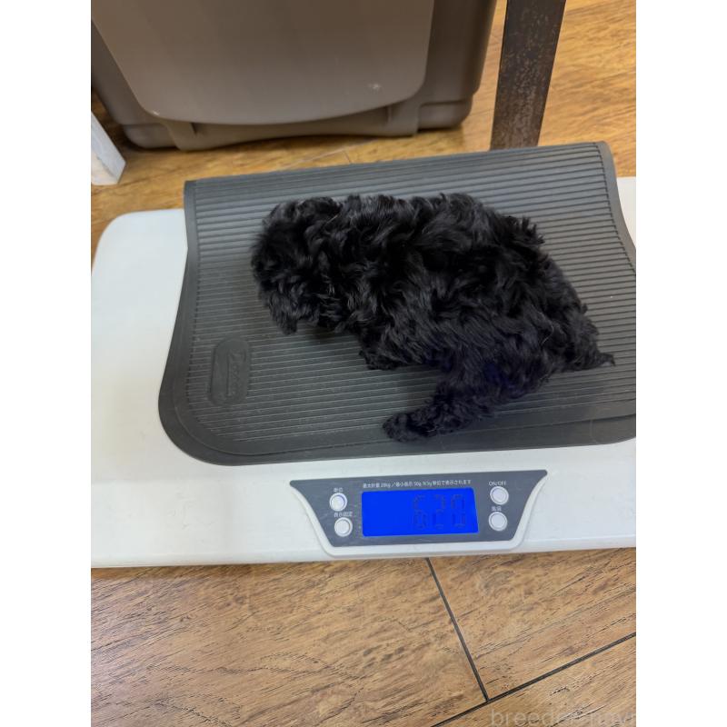 販売中の東京都のタイニープードル-449762の3枚目