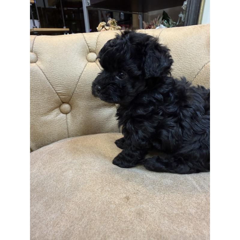 販売中の東京都のタイニープードル-449762の2枚目