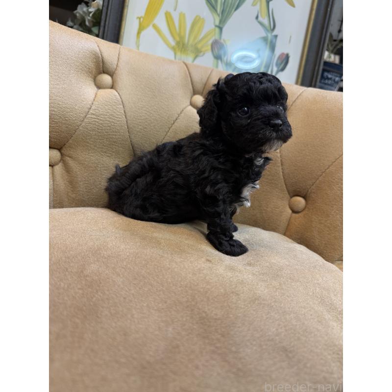 販売中の東京都のタイニープードル-449764の4枚目