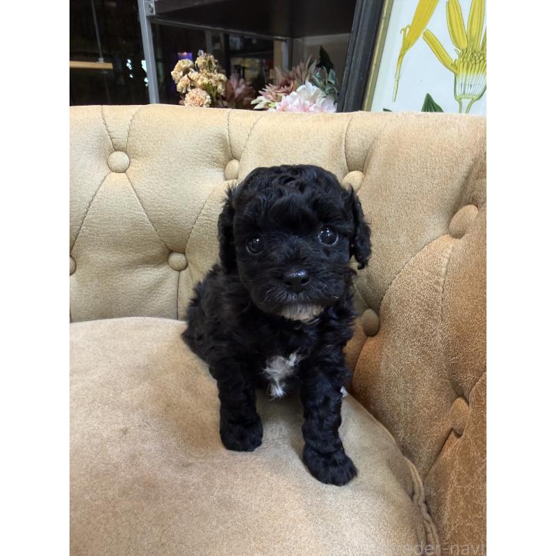 販売中の東京都のタイニープードル-449764の3枚目