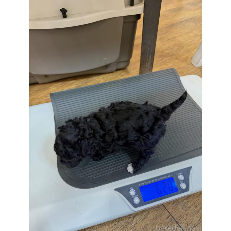 販売中の東京都のタイニープードル-449764の2枚目