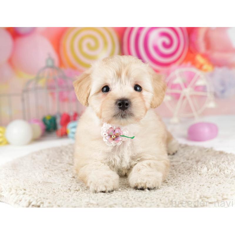 販売中の千葉県のマルプー:マルチーズ×トイプードル-449765の10枚目