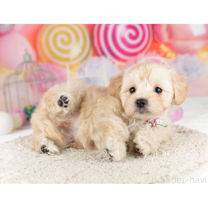 販売中の千葉県のマルプー:マルチーズ×トイプードル-449765の9枚目