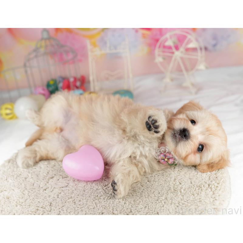 販売中の千葉県のマルプー:マルチーズ×トイプードル-449765の6枚目