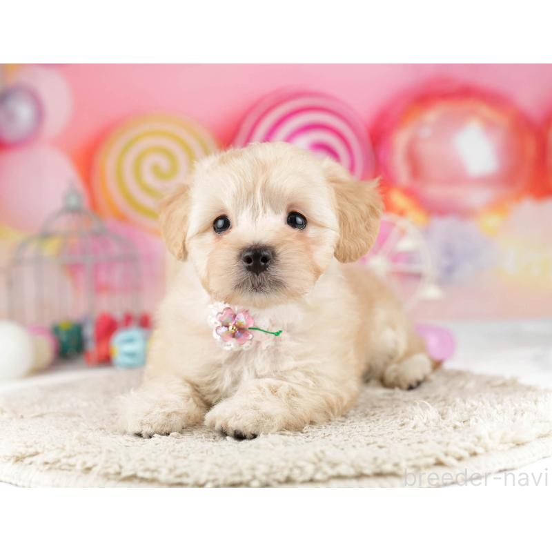 販売中の千葉県のマルプー:マルチーズ×トイプードル-449765の5枚目