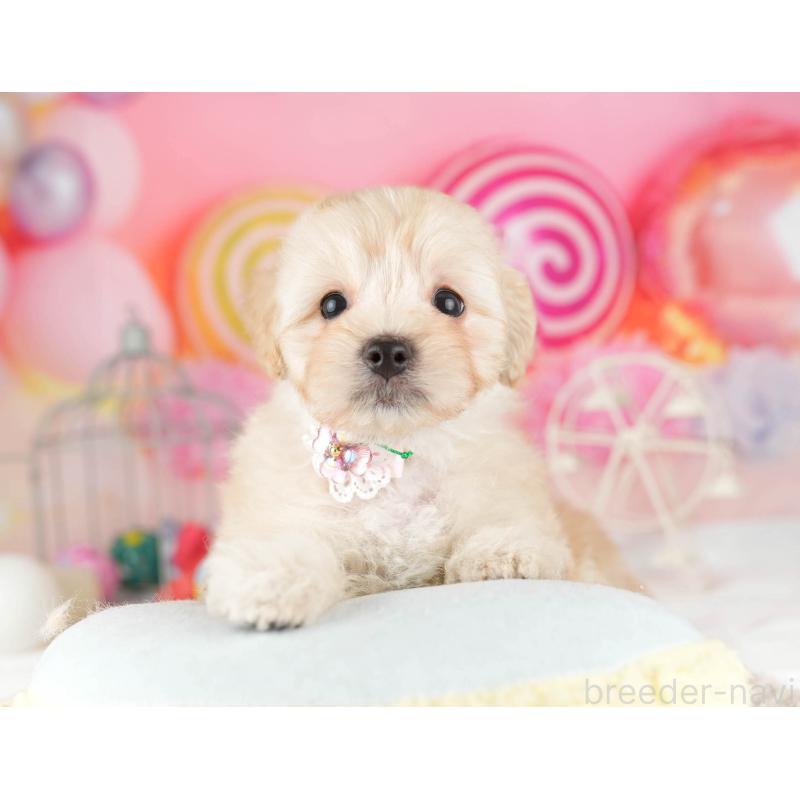 販売中の千葉県のマルプー:マルチーズ×トイプードル-449765の3枚目