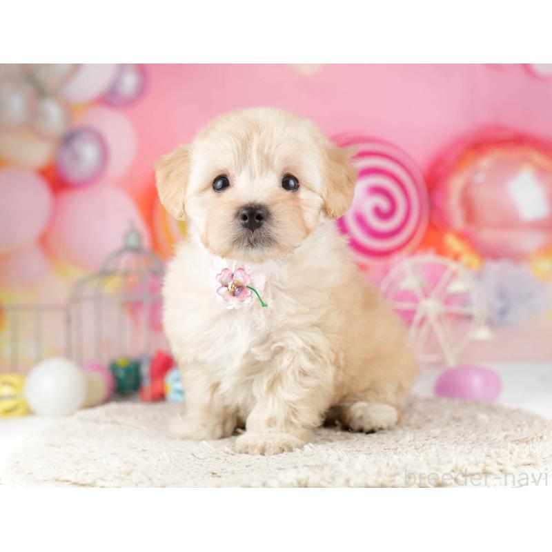 販売中の千葉県のマルプー:マルチーズ×トイプードル-449765の2枚目