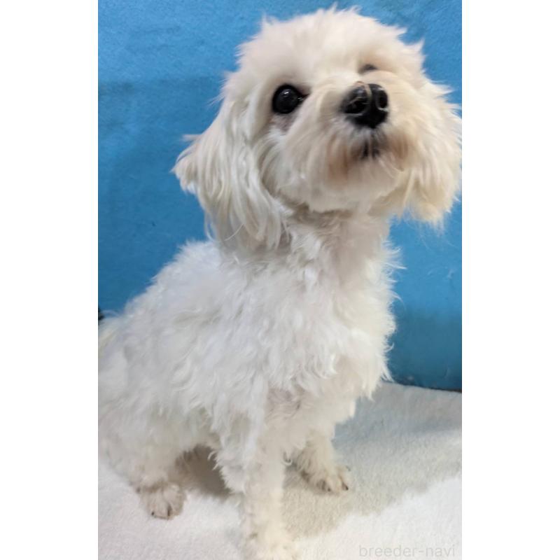 販売中の埼玉県のマルプー:マルチーズ×トイプードル-444788