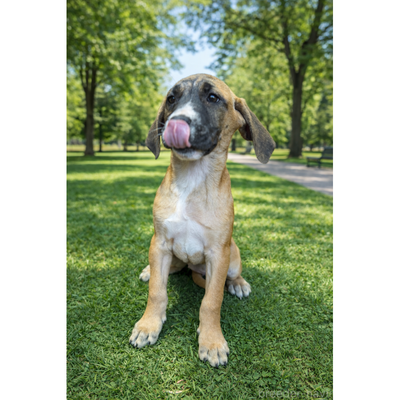 販売中の千葉県の土佐犬-449768の2枚目