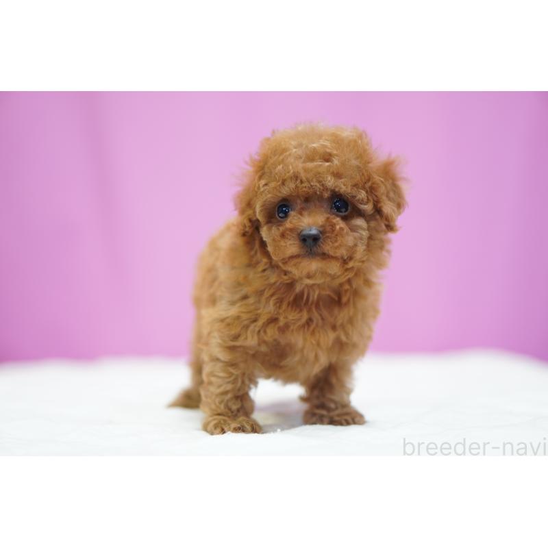 販売中の埼玉県のタイニープードル-446206の6枚目