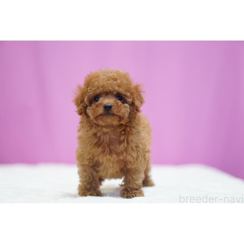 販売中の埼玉県のタイニープードル-446206の4枚目