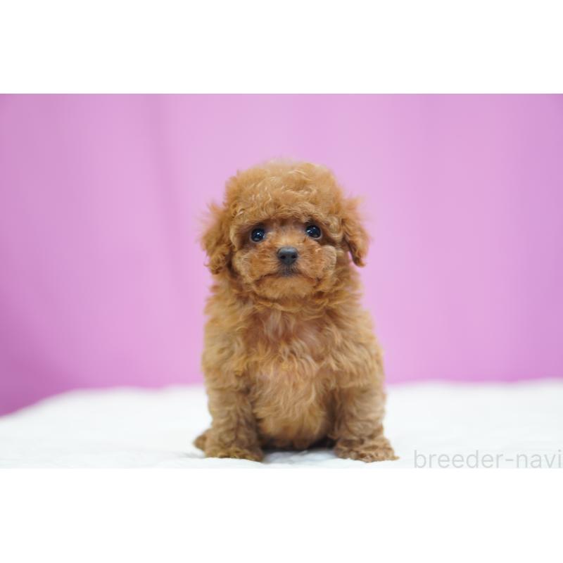 販売中の埼玉県のタイニープードル-446206の3枚目