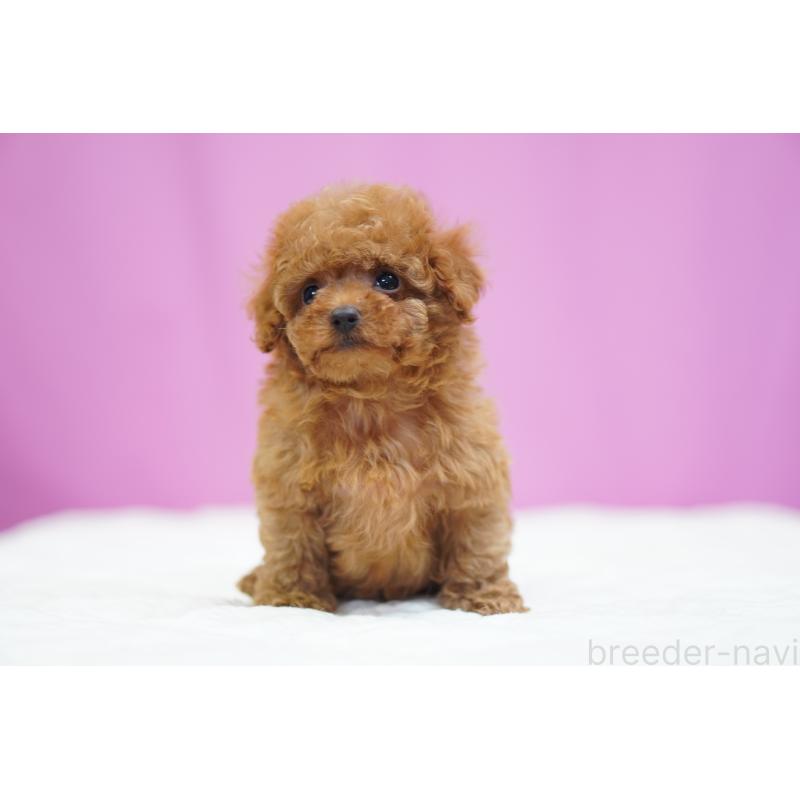販売中の埼玉県のタイニープードル-446206の2枚目