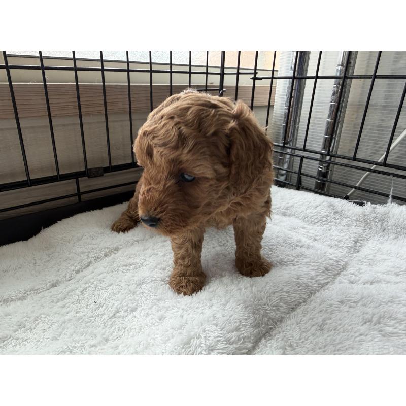 販売中の埼玉県のミニチュアプードル-449775の5枚目