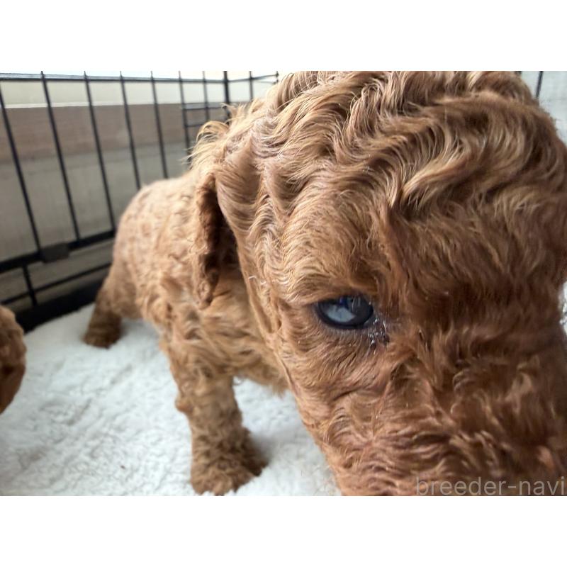 販売中の埼玉県のミニチュアプードル-449775の4枚目