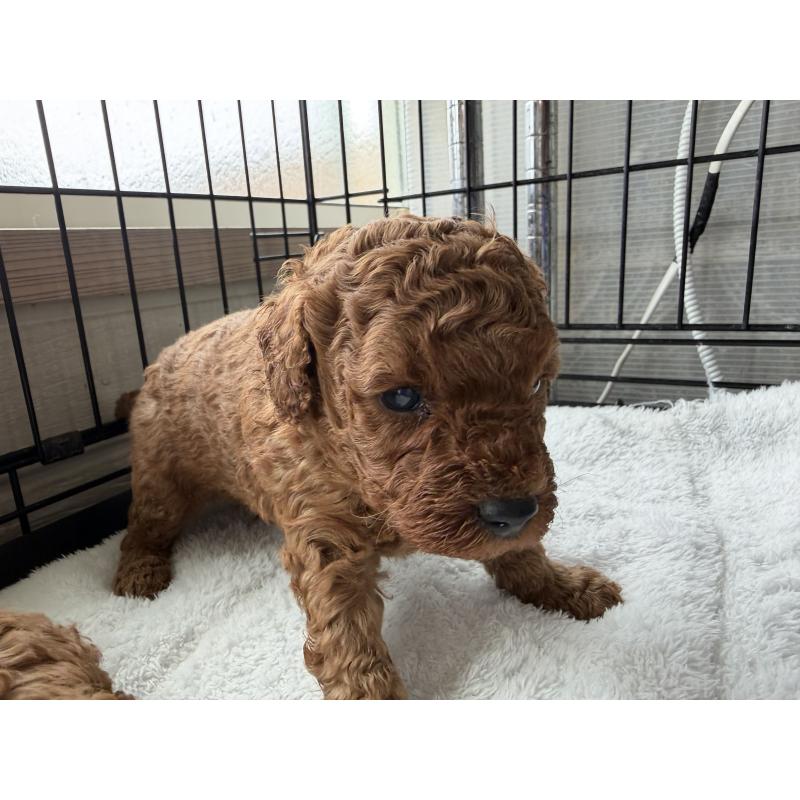 販売中の埼玉県のミニチュアプードル-449775の3枚目