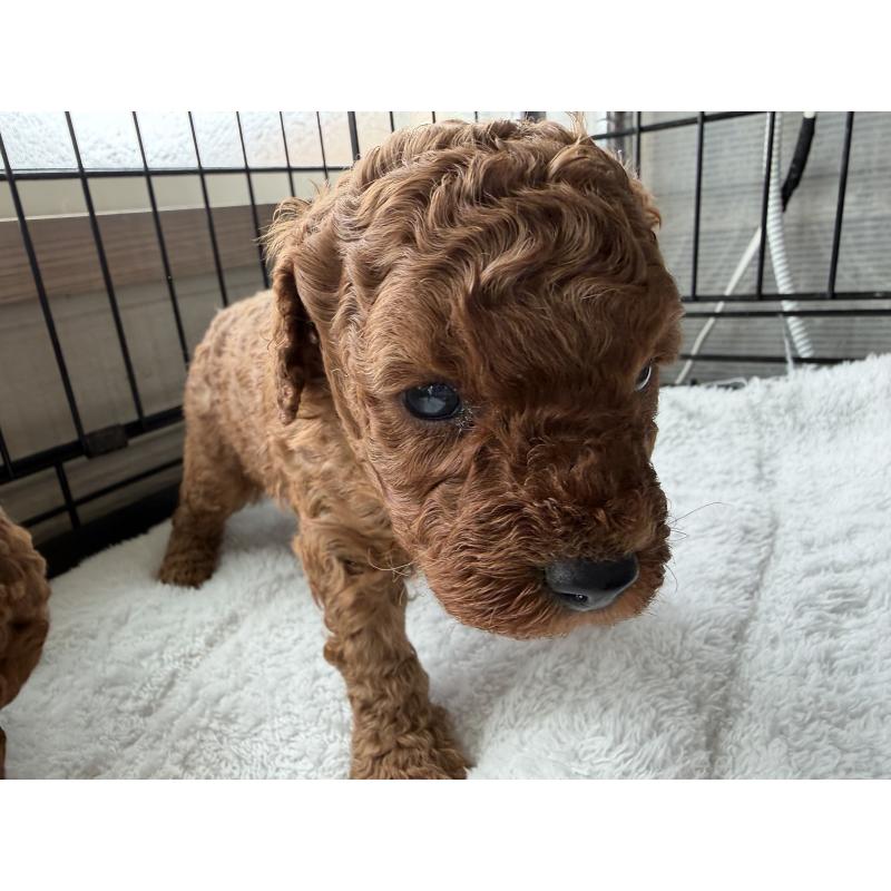 販売中の埼玉県のミニチュアプードル-449775の2枚目