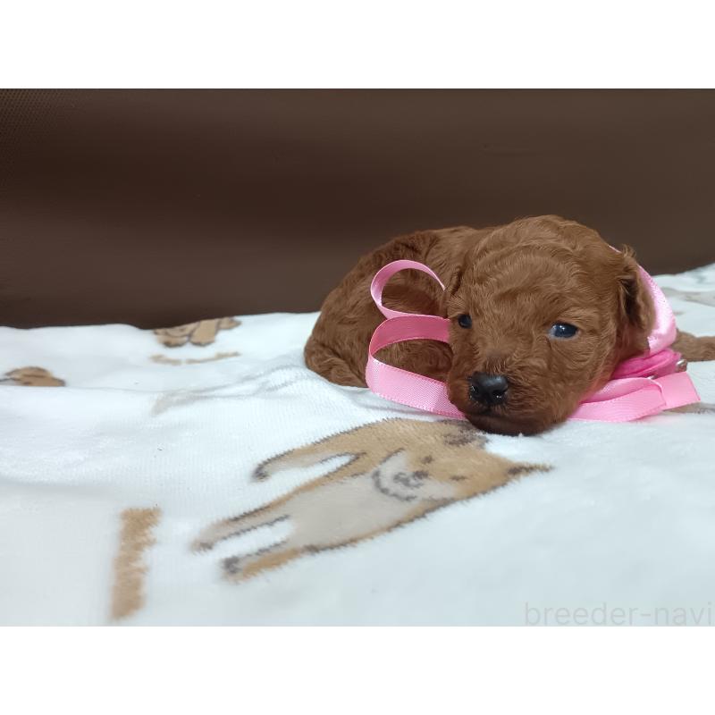 販売中の奈良県のタイニープードル-449776の2枚目