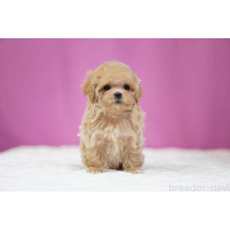 販売中の埼玉県のマルプー:マルチーズ×トイプードル-447504の8枚目