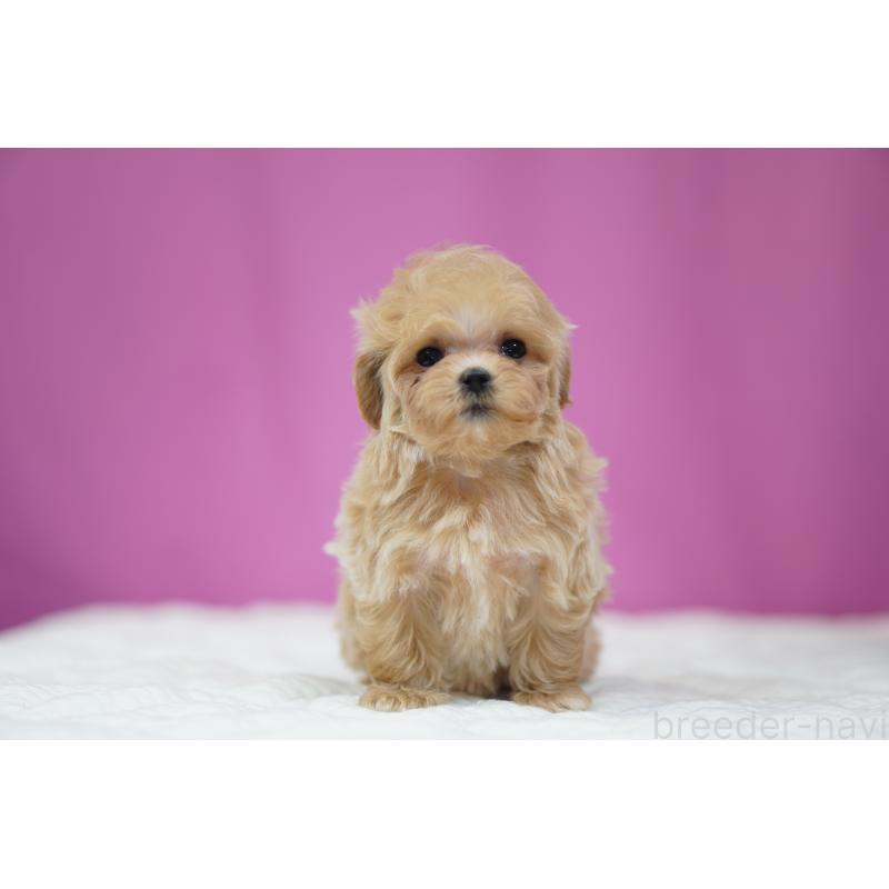 販売中の埼玉県のマルプー:マルチーズ×トイプードル-447504の7枚目